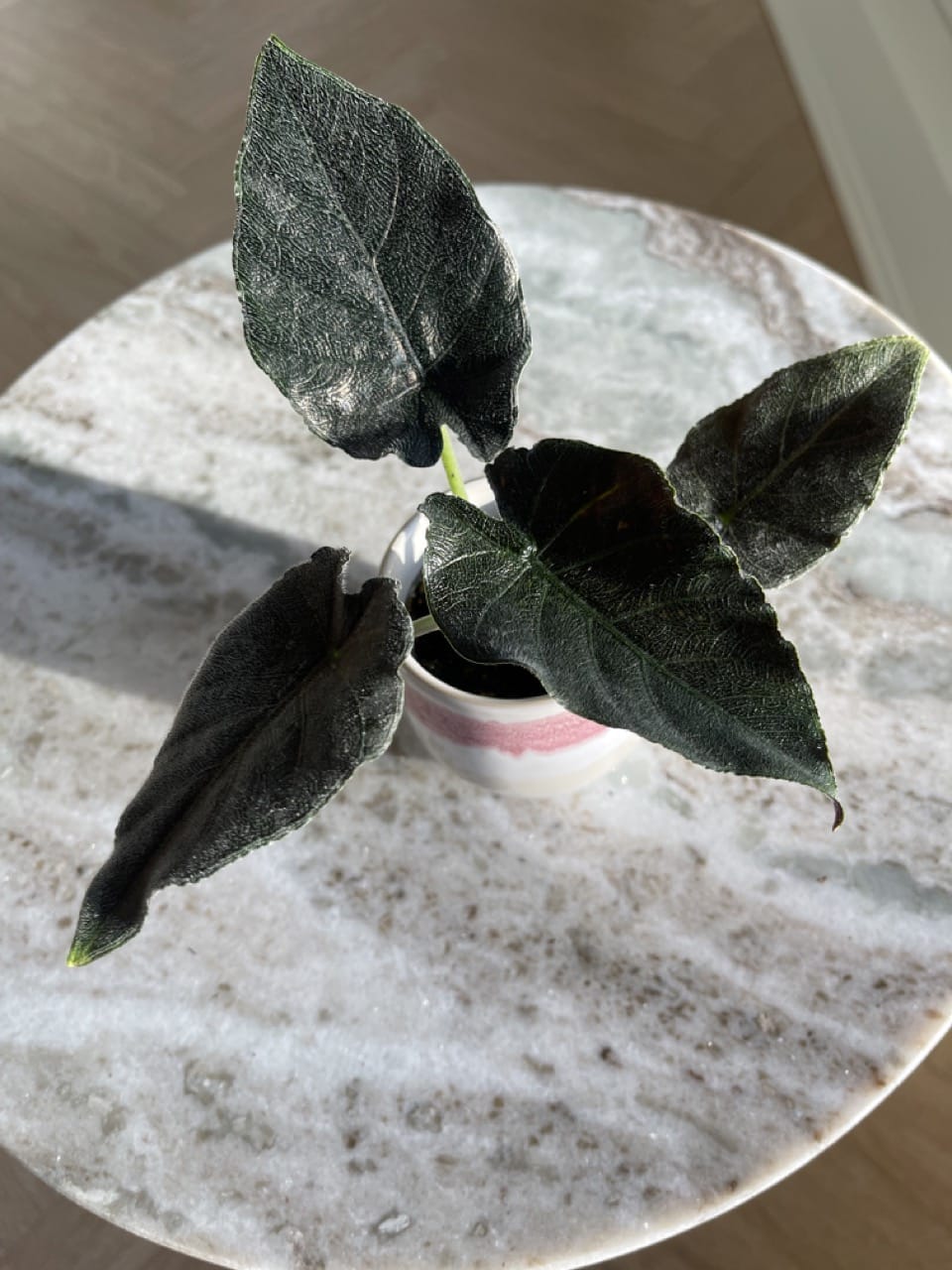 Alocasia Antoro Velvet - Ø 6cm