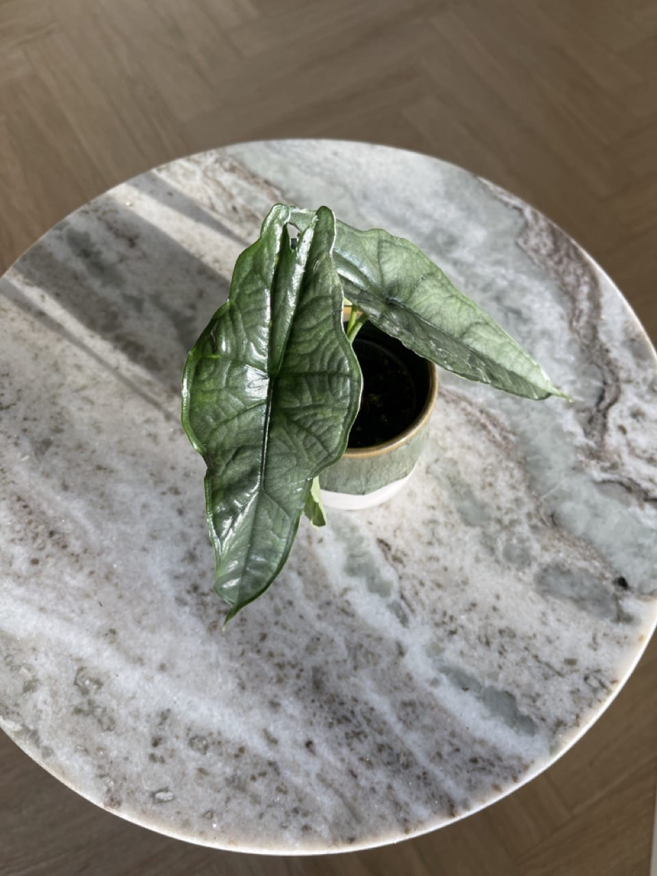 Alocasia Heterophylla Drageånde - Ø 6cm