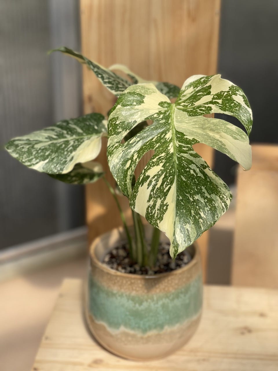 Monstera Crème Brûlée - Ø 12cm - House of Botanique Monstera Crème Brûlée - Ø 12cm - House of Botanique