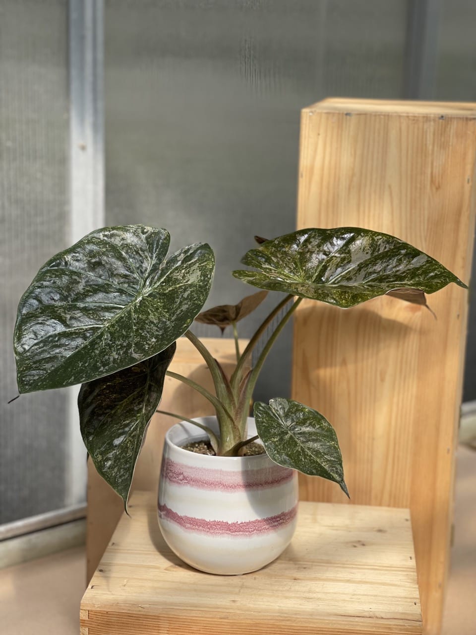 Alocasia Wentii Pink Freckles Variegata - Ø 12cm