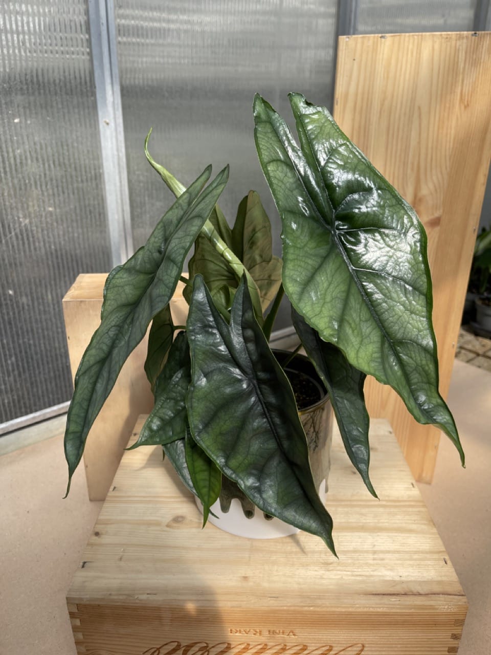Alocasia Heterophylla Dragon's Breath - Ø 12cm