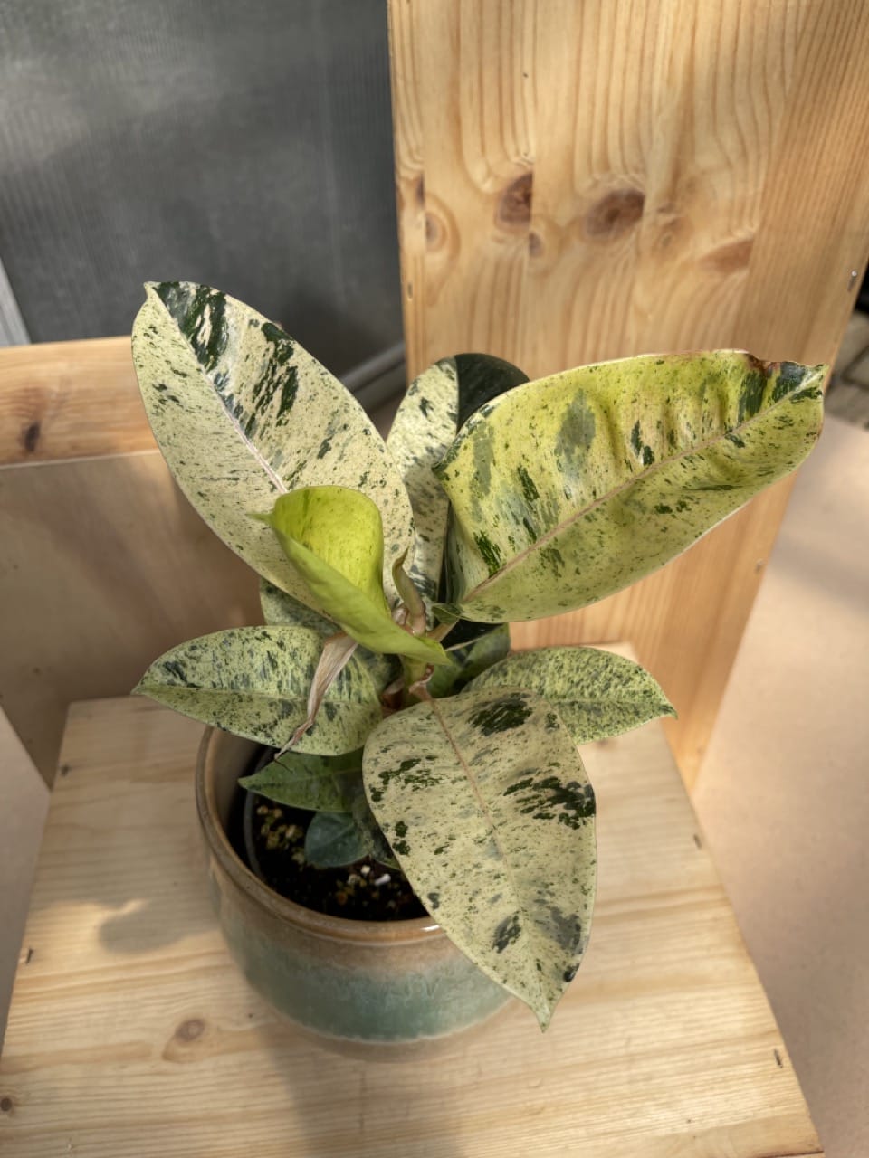 Ficus Elastica Shivereana Moonshine - Ø 12cm