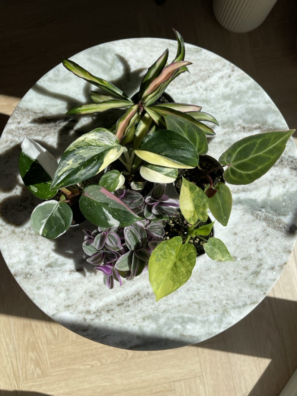 CrazyPlantGirl Plant Box 2.0 - 6 plants