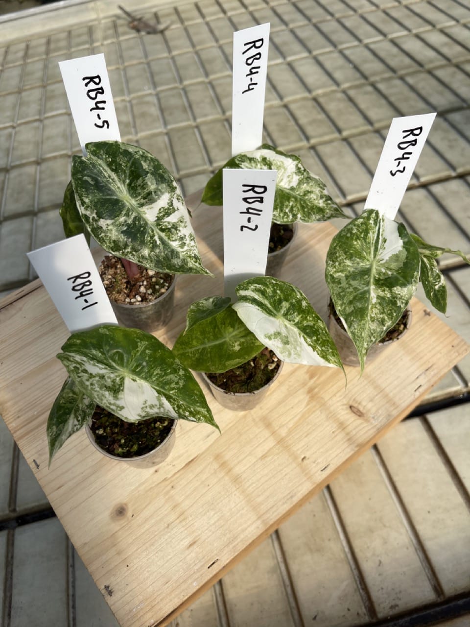 Alocasia Pink Dragon Nairobi Nights Albo Variegata RB4 - Ø 6cm