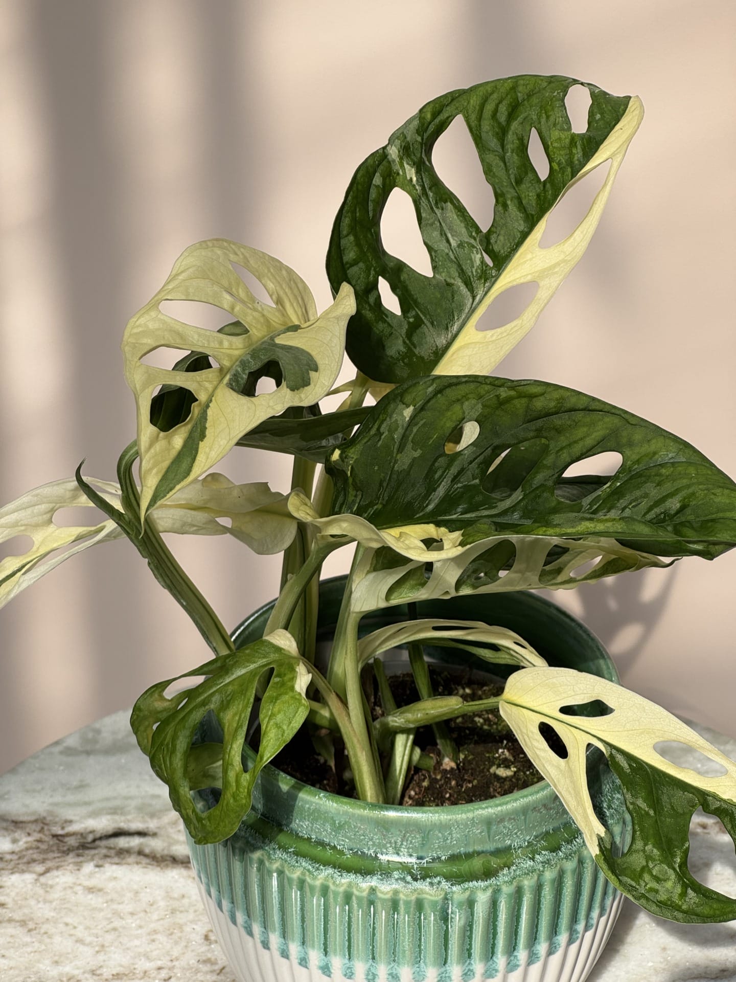 Monstera Adansonii Variegata