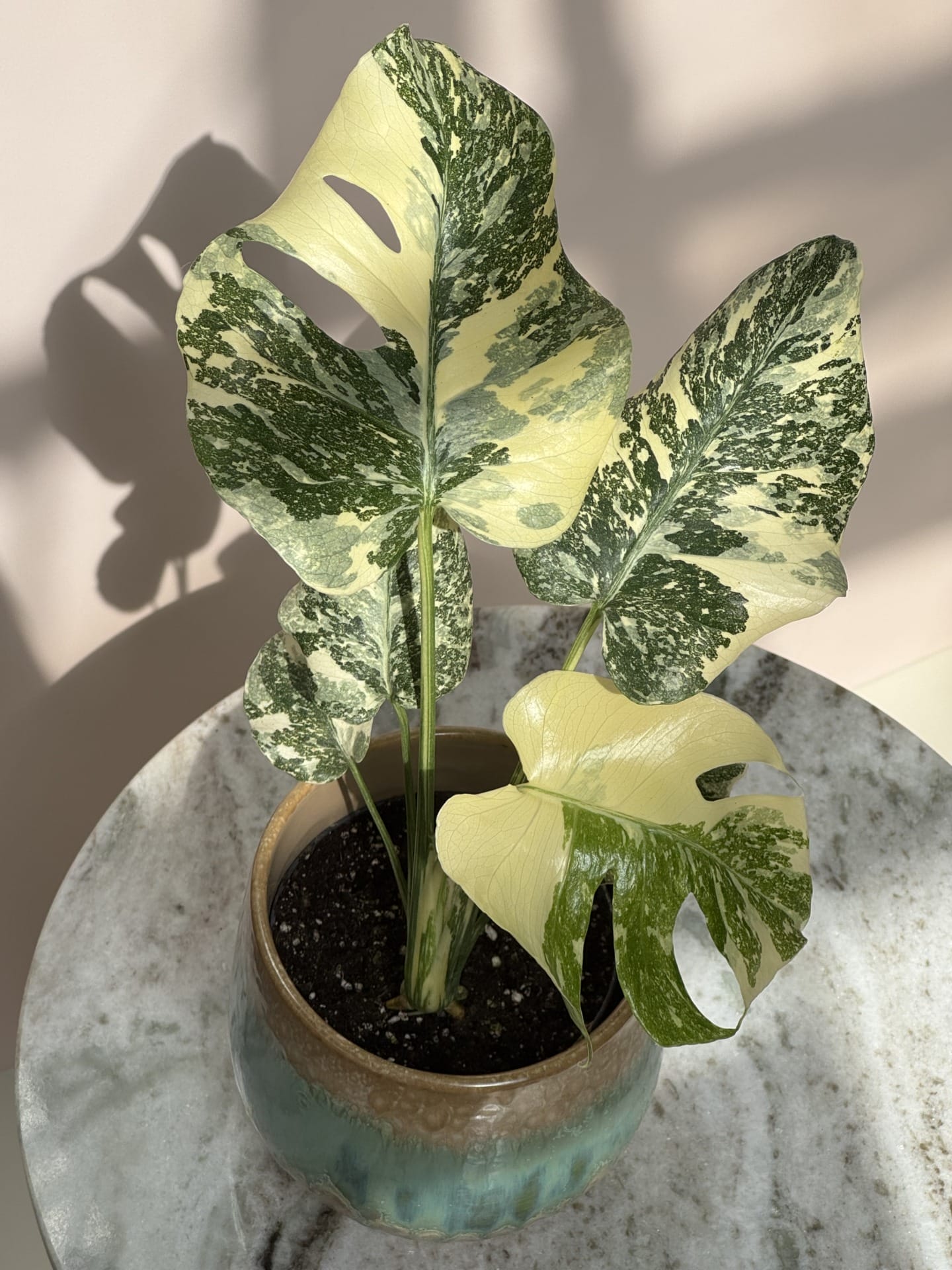 Monstera Crème Brûlée - Ø 12cm - House of Botanique