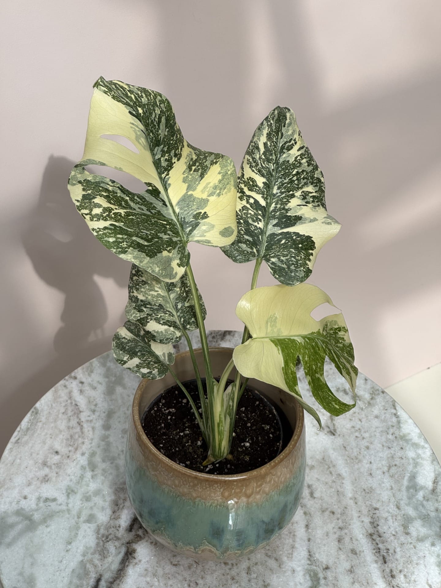 Monstera Crème Brûlée - Ø 12cm - House of Botanique