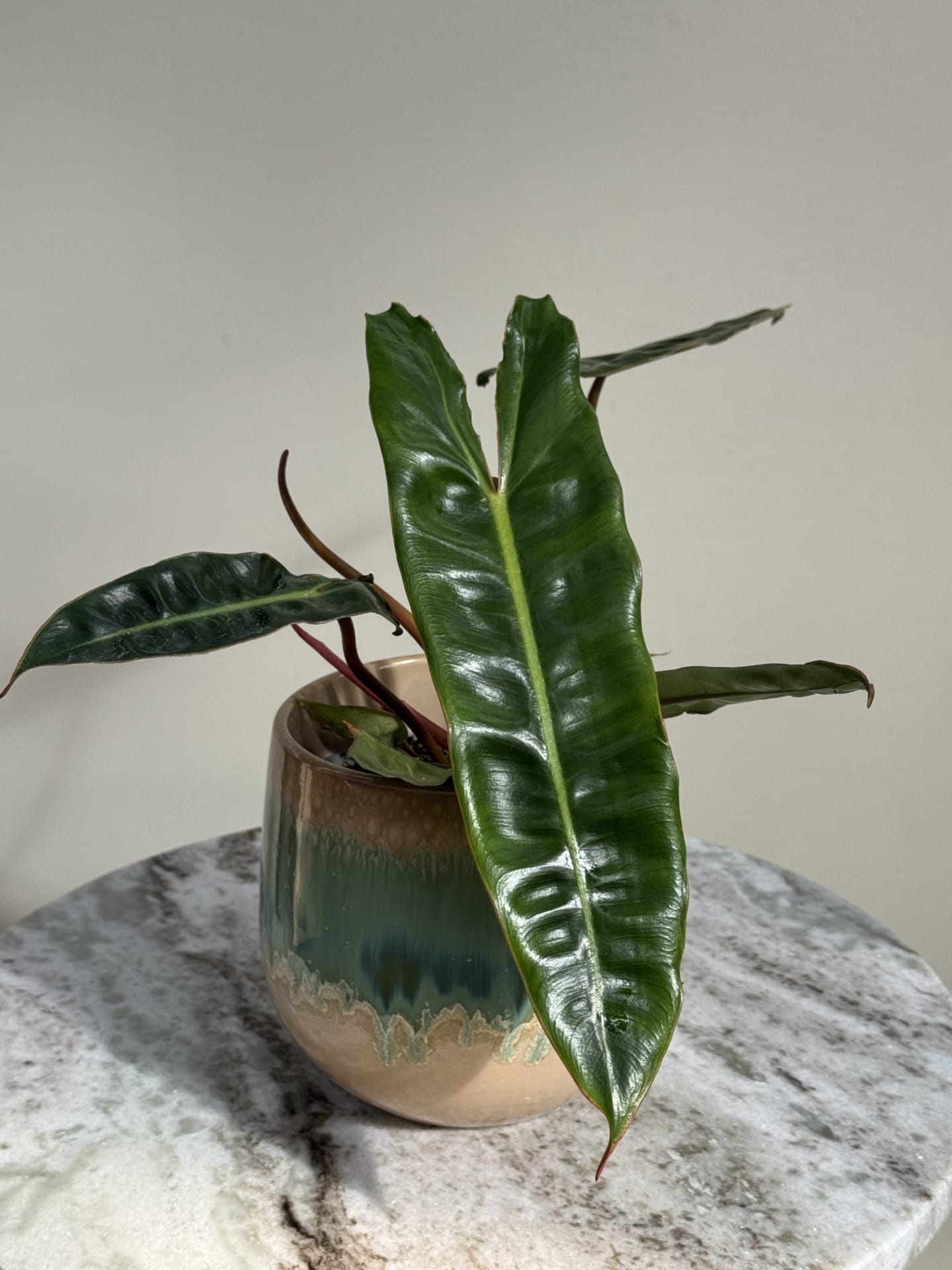 Philodendron Billietiae