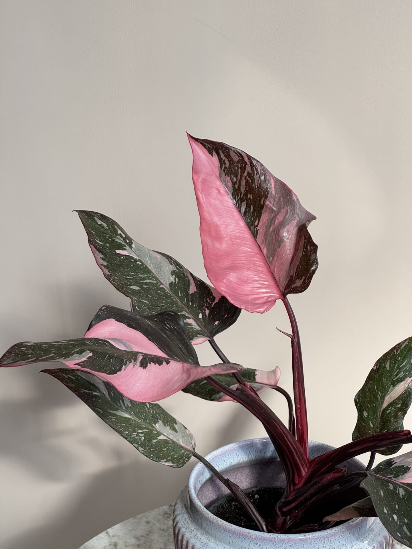 Philodendron Pink Princess Marble Intense