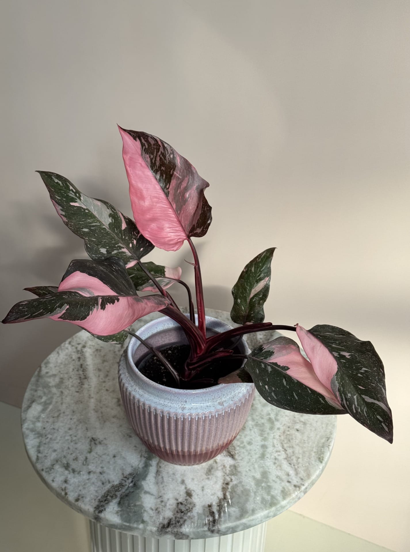 Philodendron Pink Princess Marble Intense – Ø 12 cm