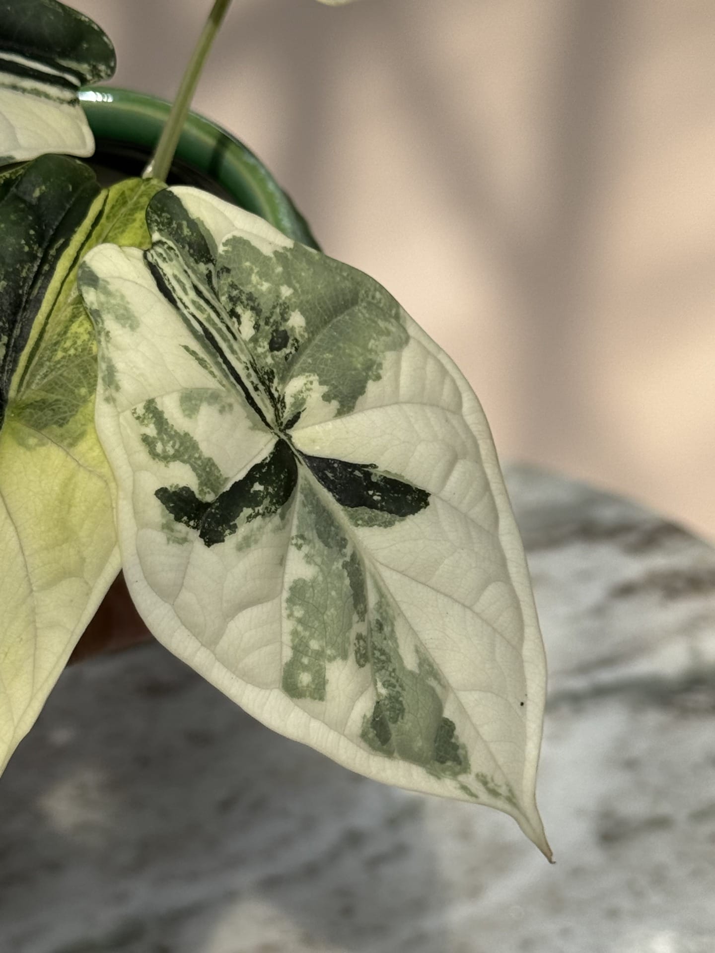 Alocasia Dragon Scale Albo Variegata