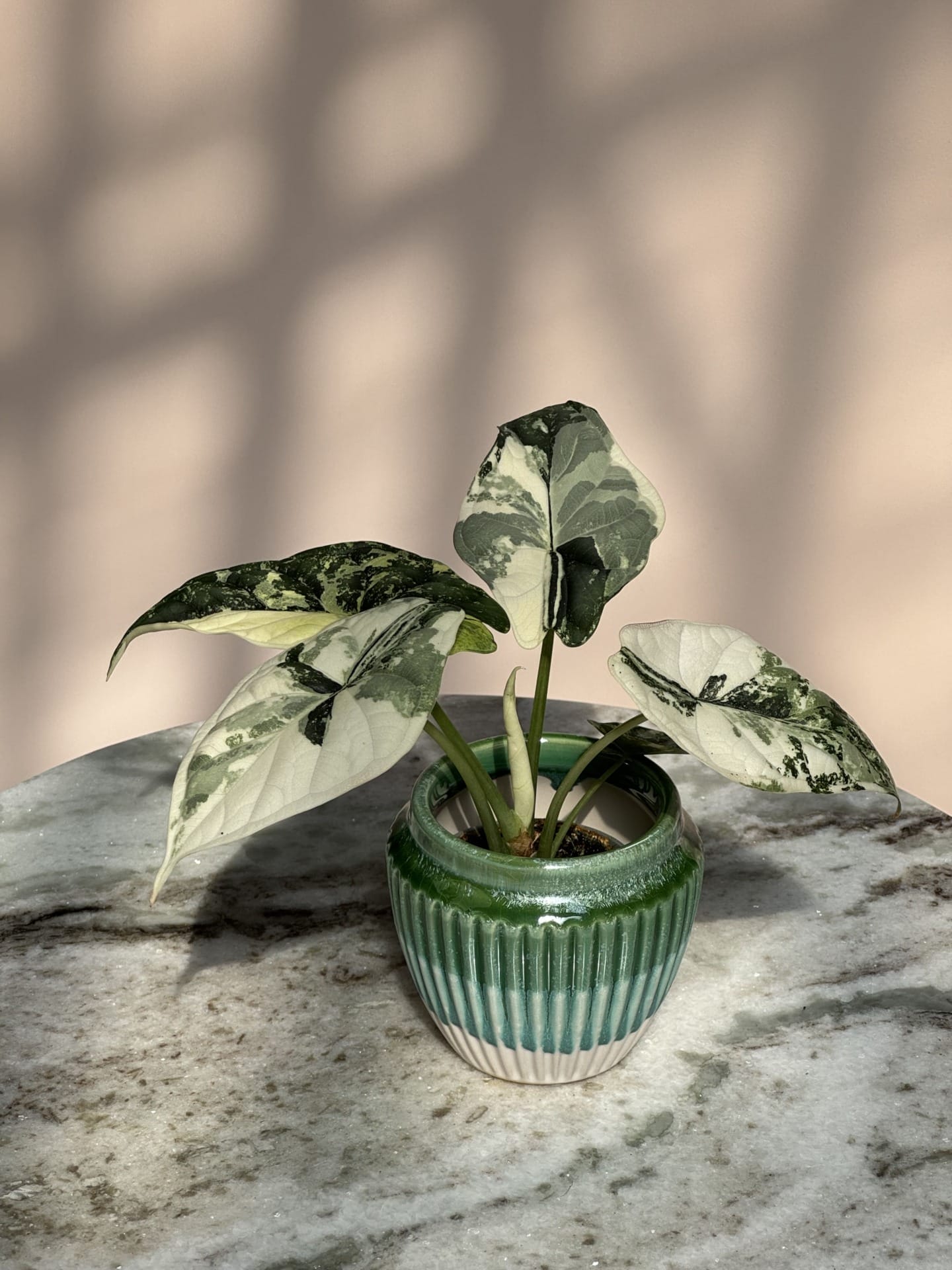 Alocasia Dragon Scale Marble Variegated