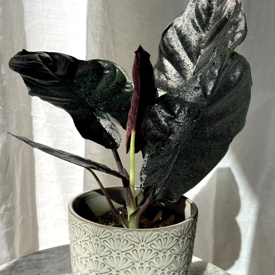 Alocasia Infernalis 'Black Magic'