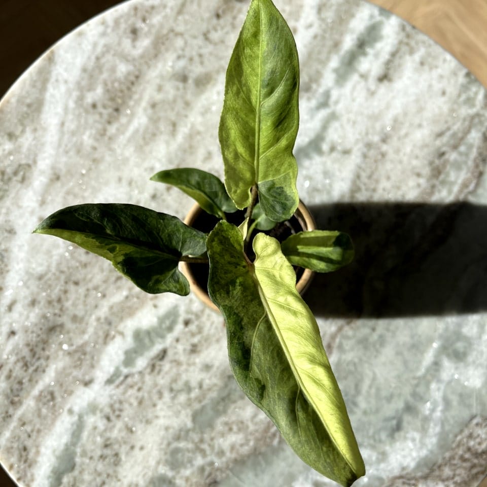 Alocasia Lauterbachiana