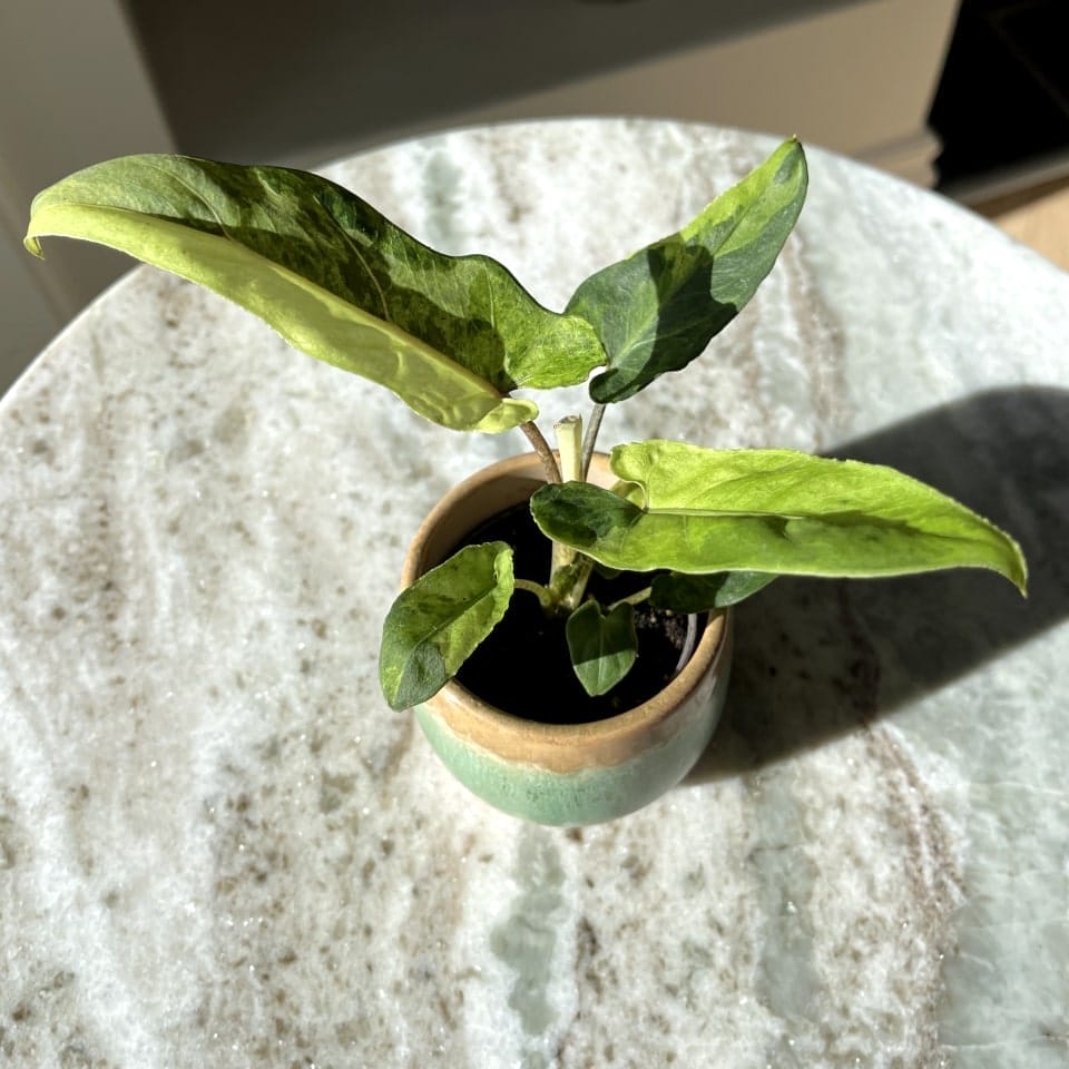 Alocasia Lauterbachiana