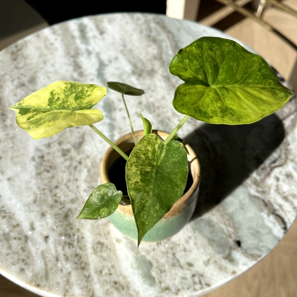 Alocasia Macrorrhiza Aurea Variegata
