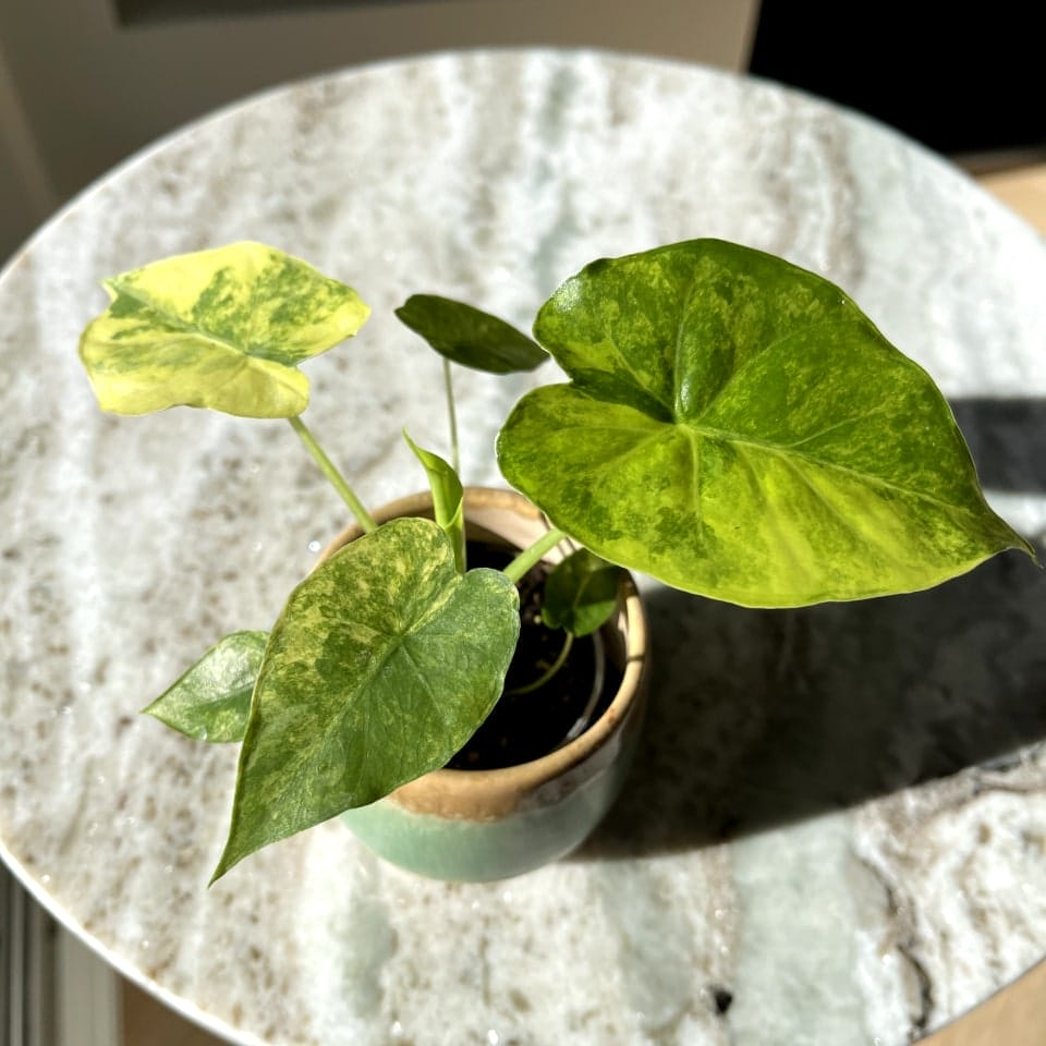 Alocasia Macrorrhiza Aurea Variegata