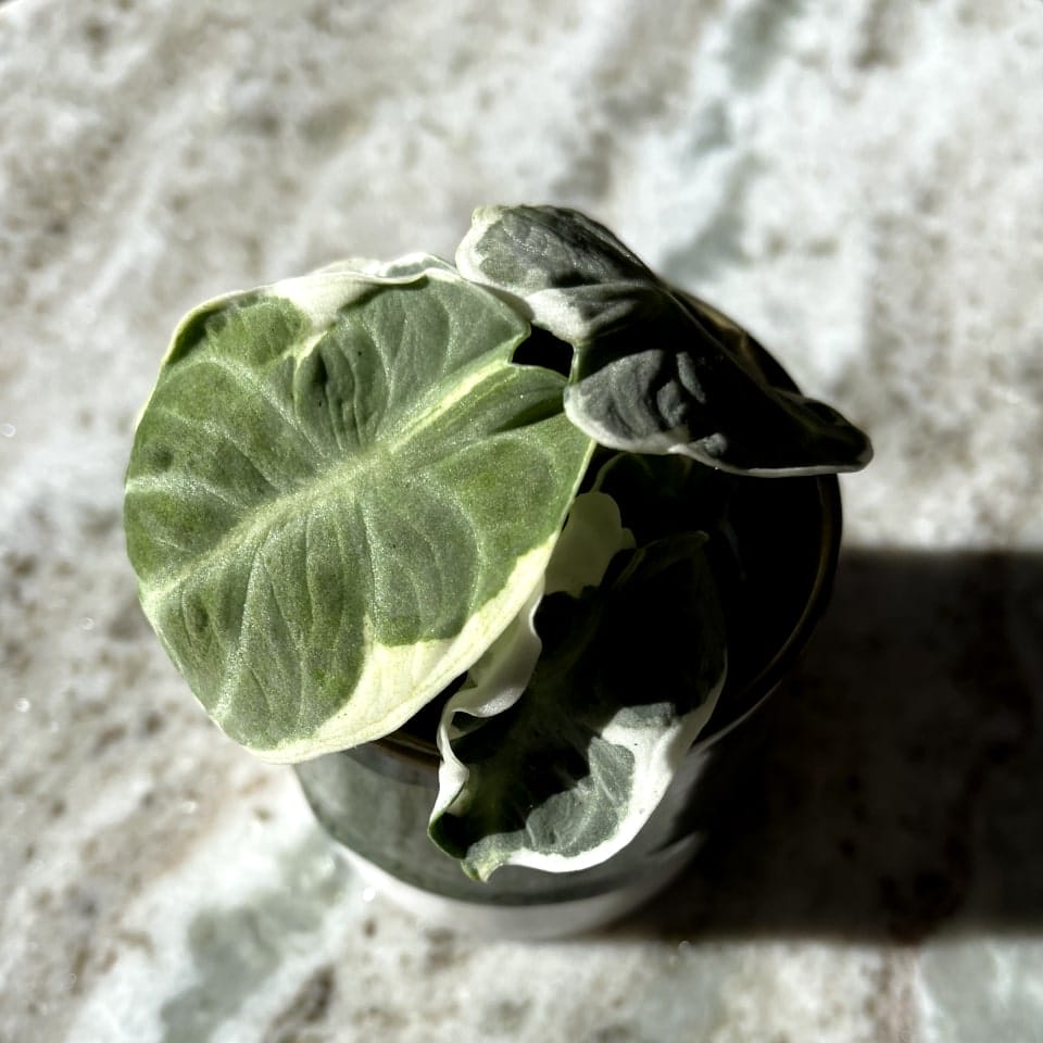 Alocasia Ninja Mint Variegata – Ø6 cm - House of Botanique