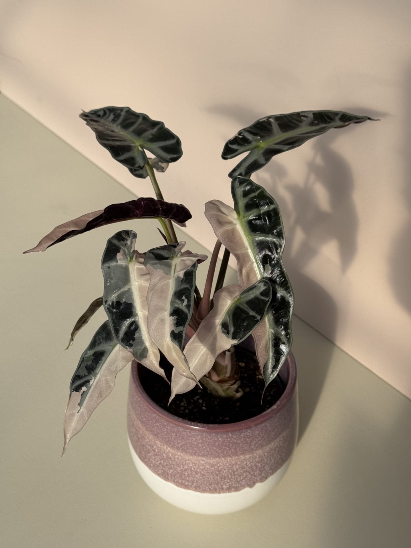 Alocasia ninja NO6・Bambino pink NO4 2点 Alocasia Bambino Pink Variegated – ProtoLeaf