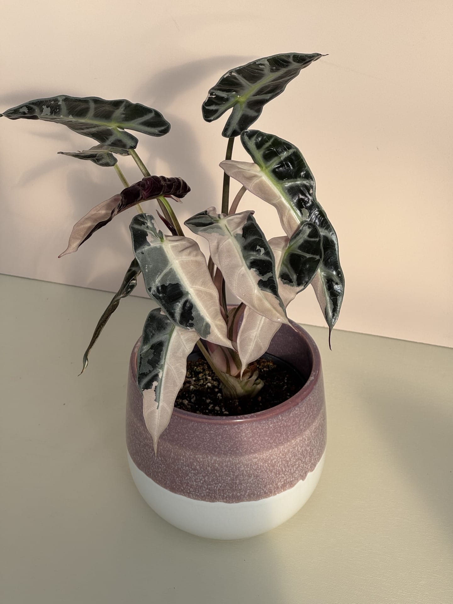 Alocasia 'Pink Bambino' Albo Variegata – Ø 12 cm - House of Botanique