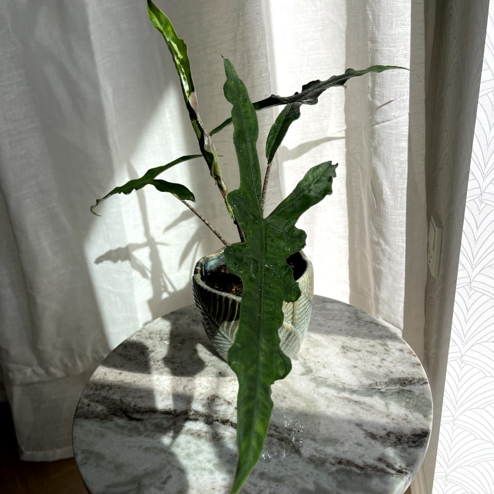 Alocasia Zebrina Narrow