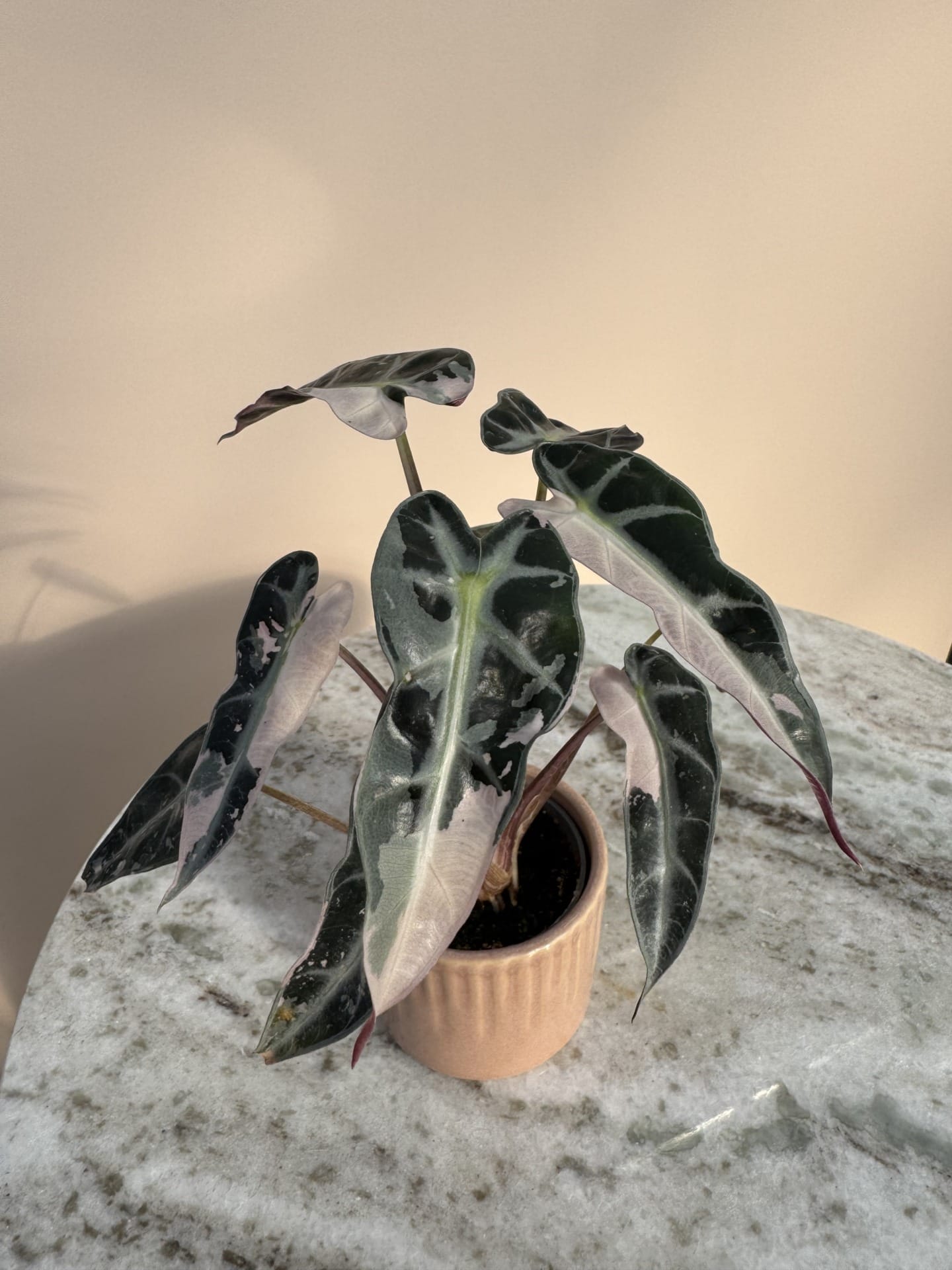 Alocasia 'Pink Bambino' Albo Variegata – Ø 6 cm - House of