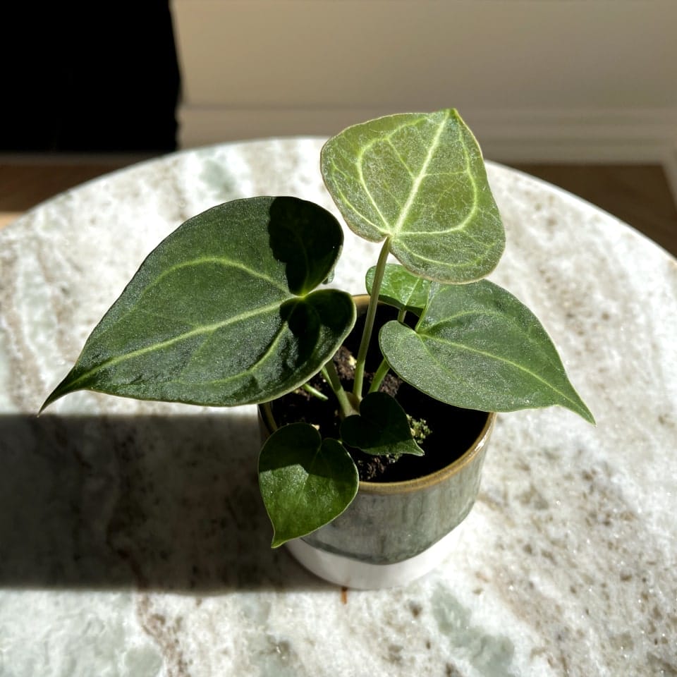 Anthurium Clarinervium