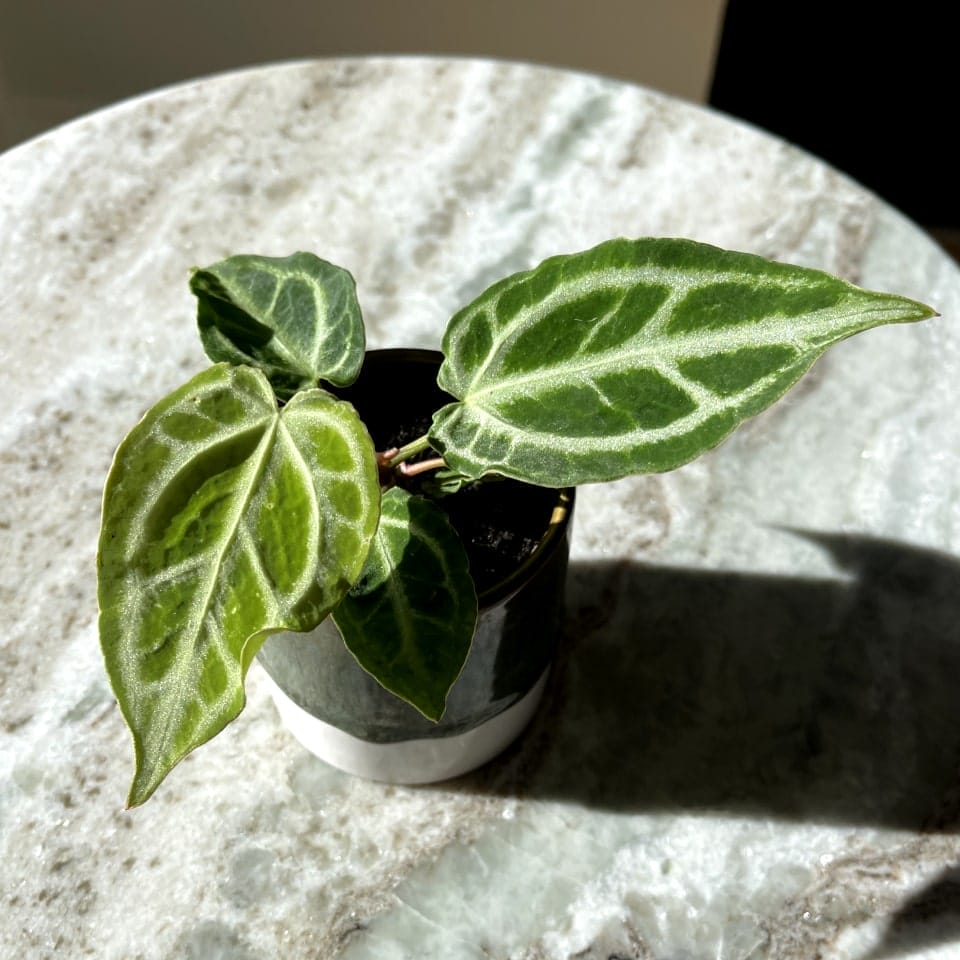 Anthurium Crystal Hope