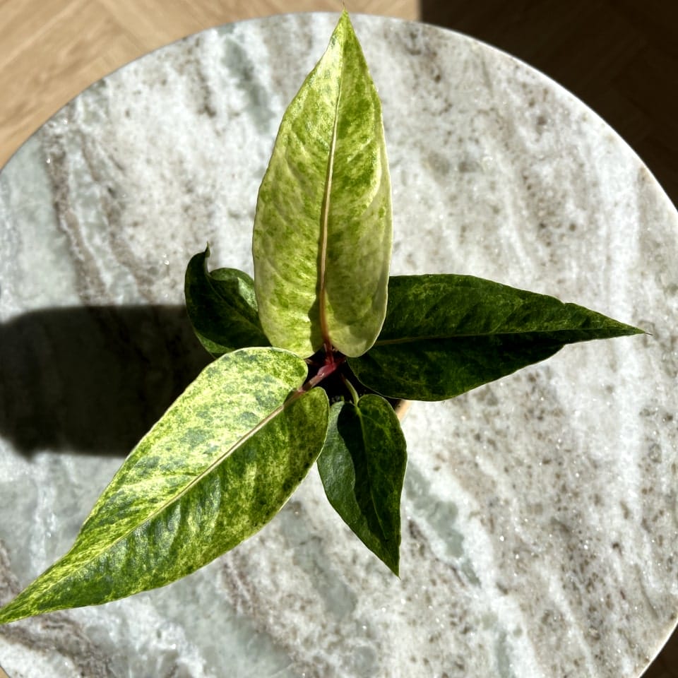 Anthurium Renaissance Variegata – Ø6 cm