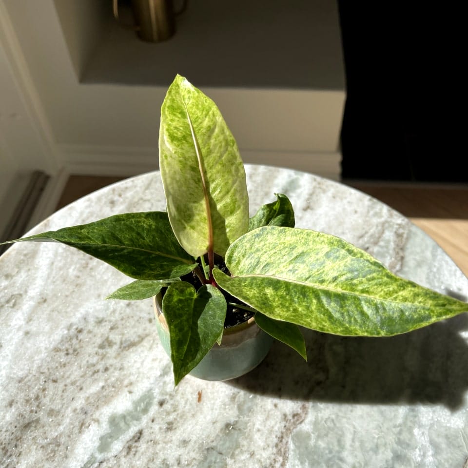 Anthurium Renaissance Variegata – Ø6 cm - House of Botanique