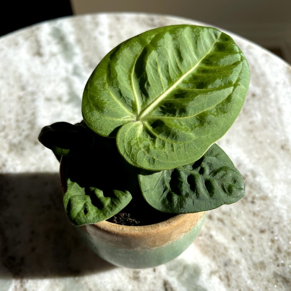 Anthurium Villenaorum