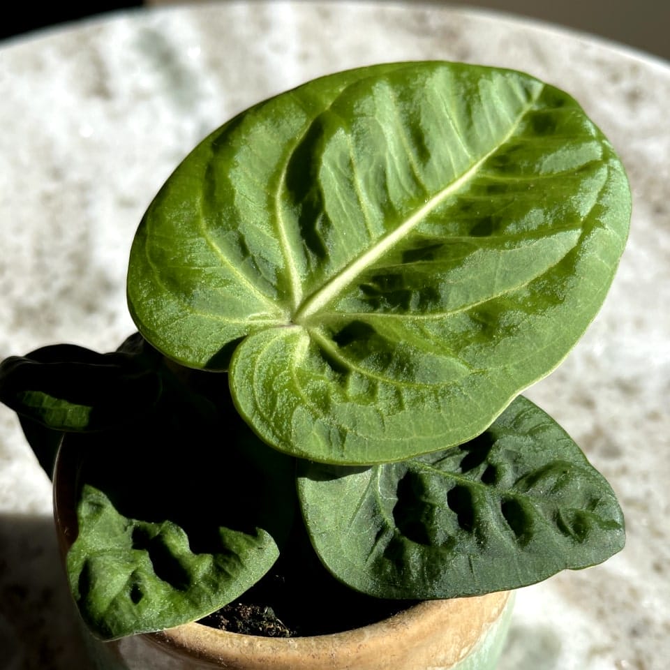 Anthurium Villenaorum