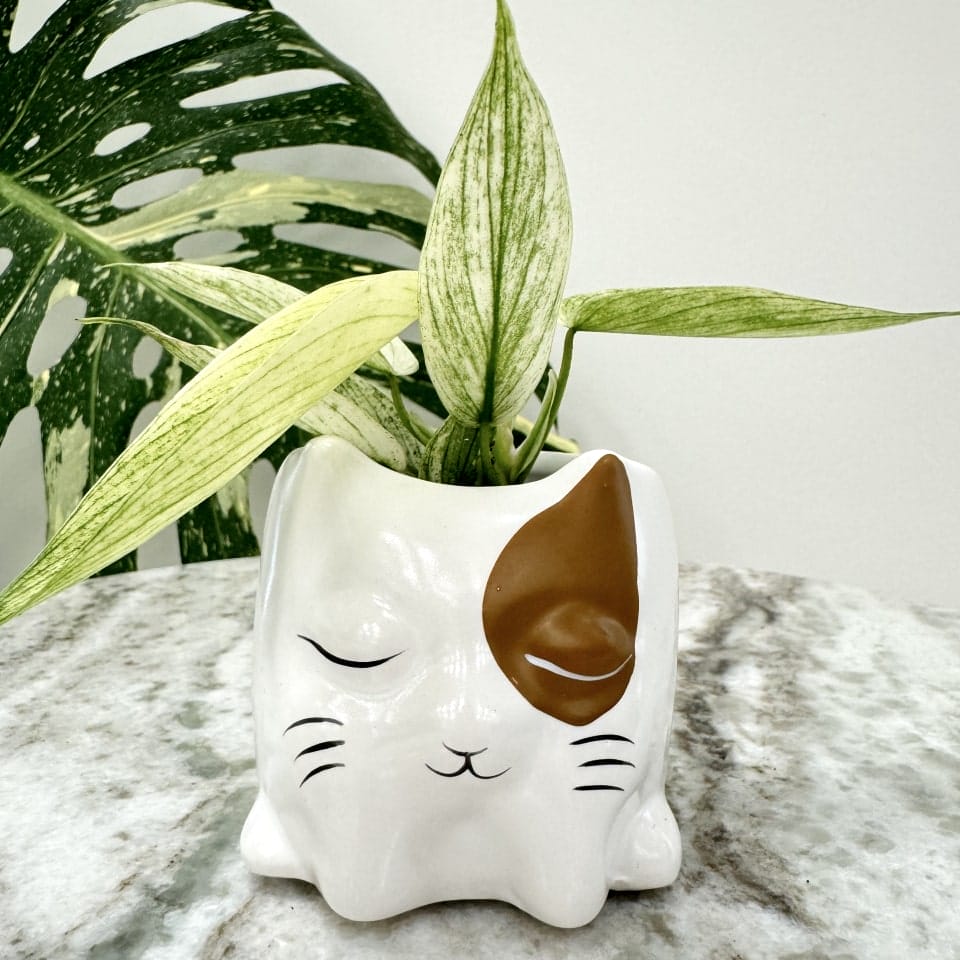 Keramikpotte til planter med kat