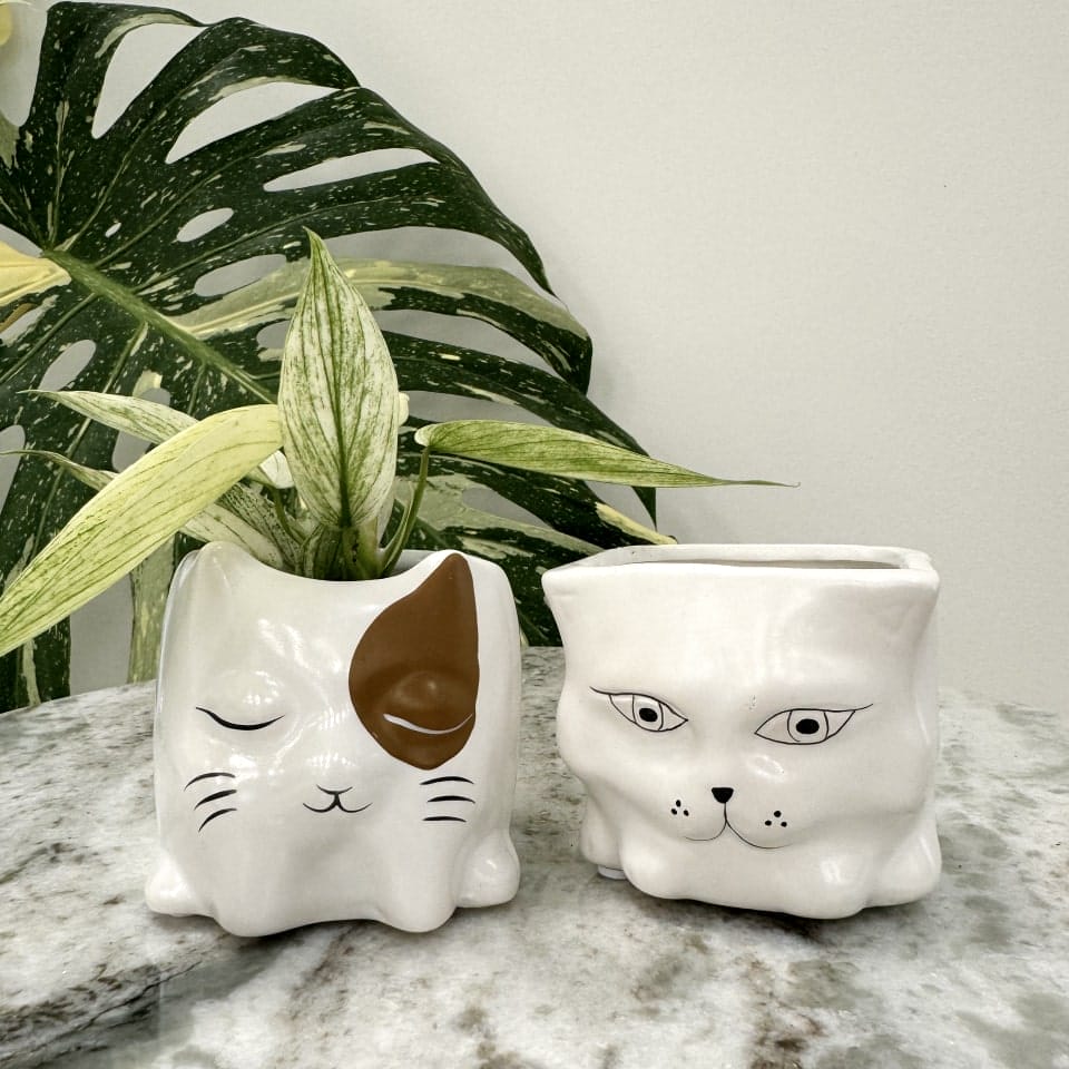 Katteblomst keramikpotte