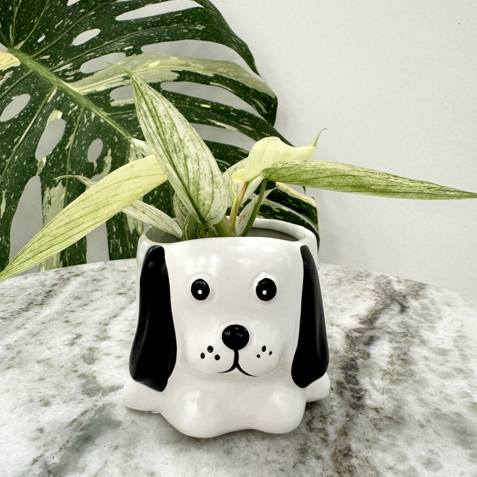 hund keramikpotte til planter