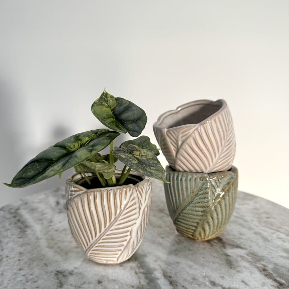 Grøn og hvid keramikpotte til planter