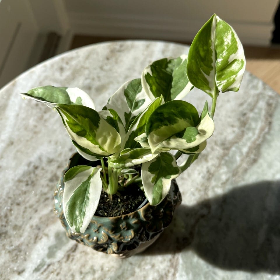 Epipremnum Aureum Hvid panter