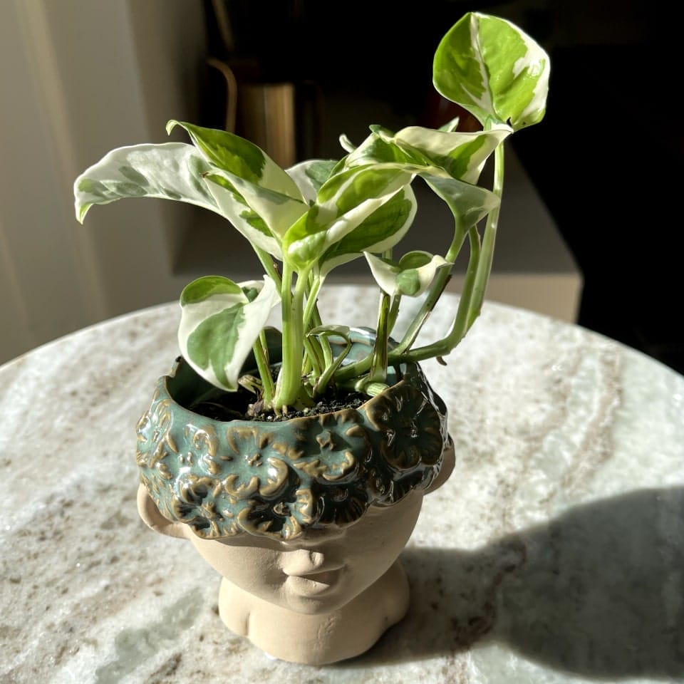 Epipremnum Aureum Hvid panter