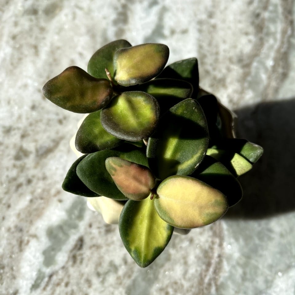 Hoya Burtoniae Variegata