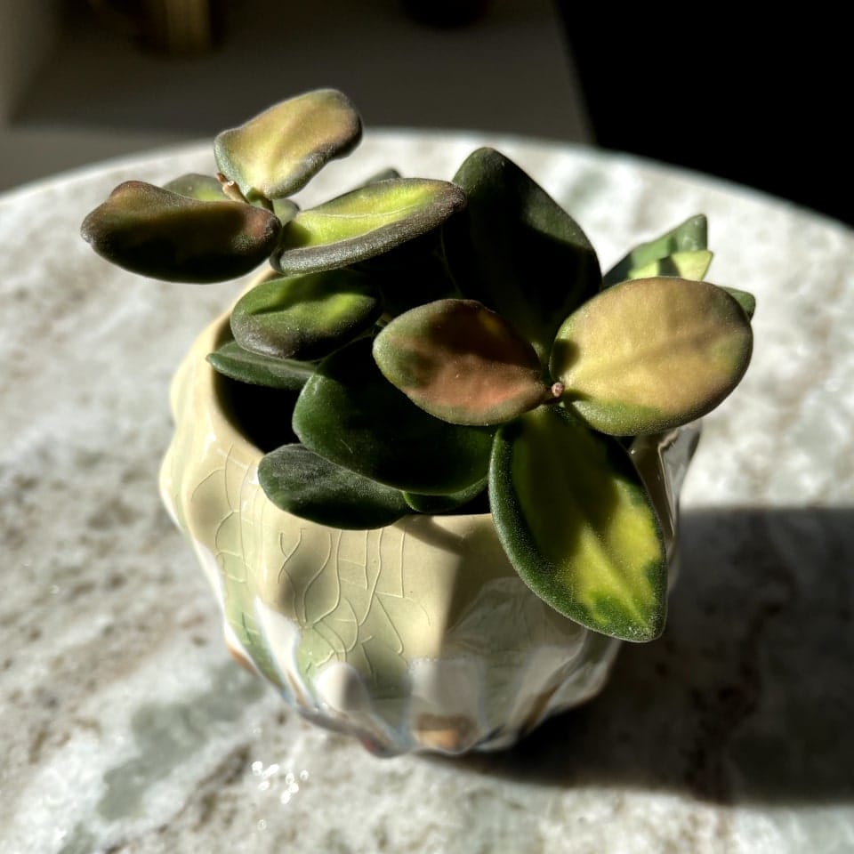 Hoya Burtoniae Variegata