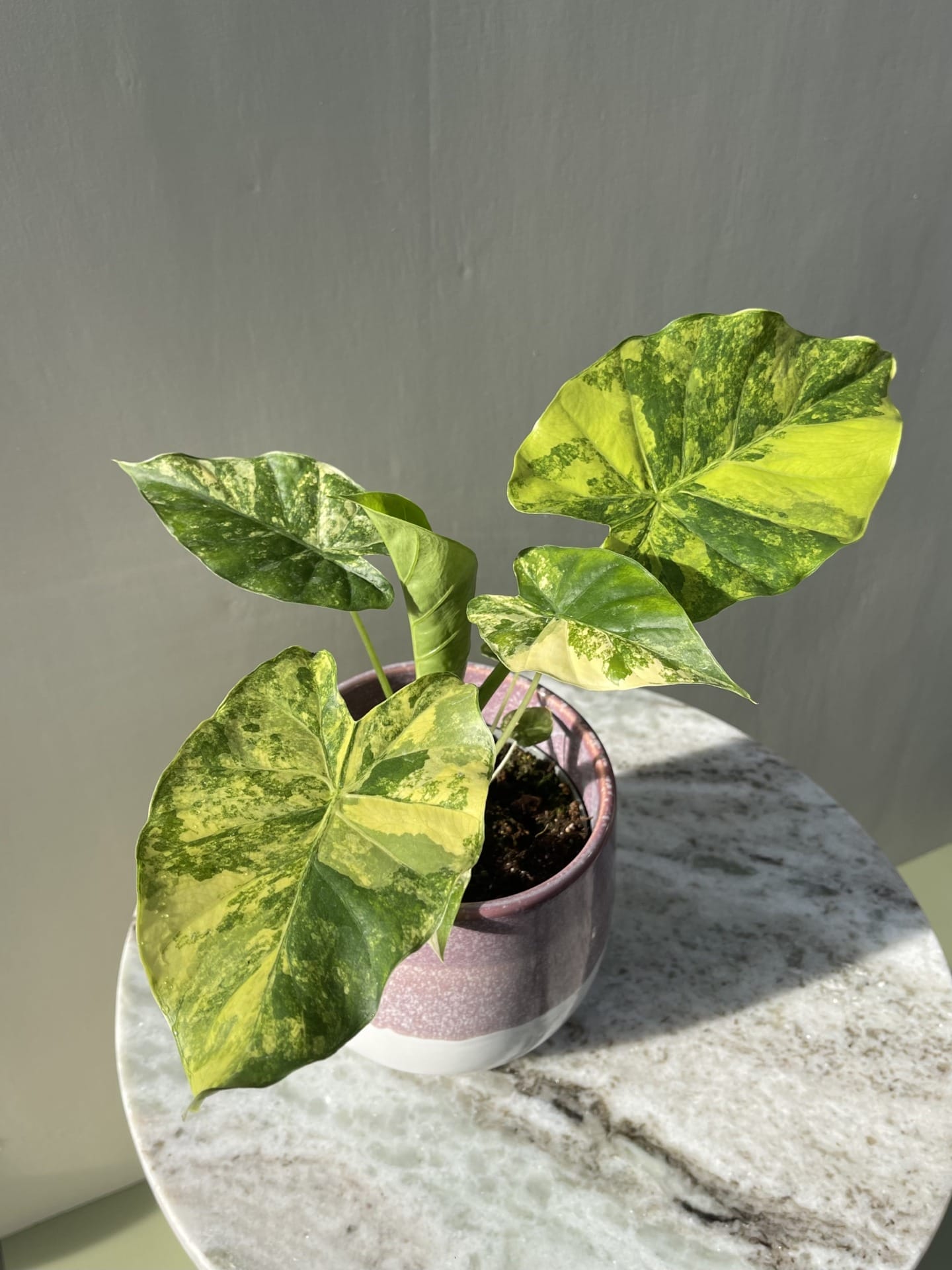 Alocasia Macrorrhiza Aurea Variegata