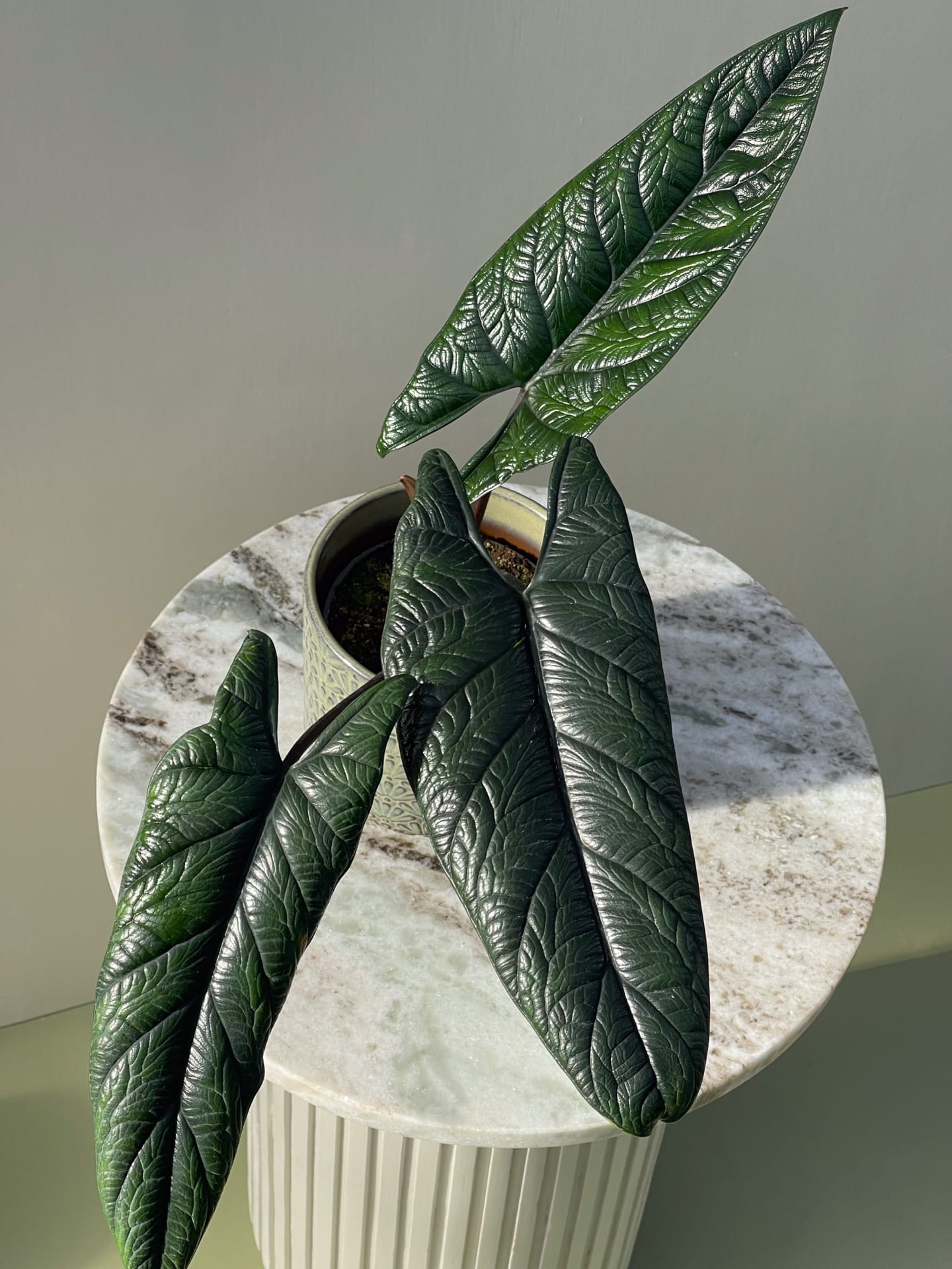 alocasia scalprum house of botanique