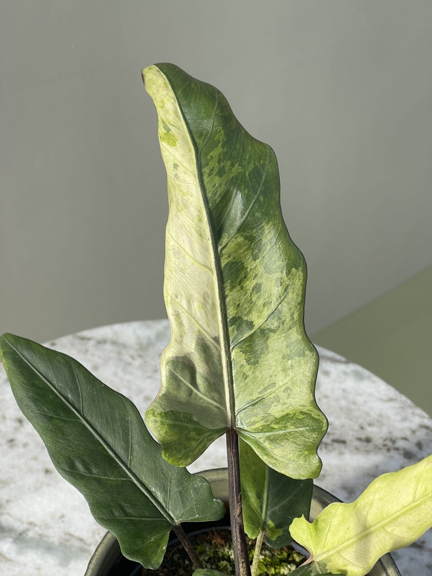 その他観葉植物 Alocasia Lauterbachiana Albo variegata Alocasia Lauterbachiana Variegata – Ø12 cm - House of Botanique