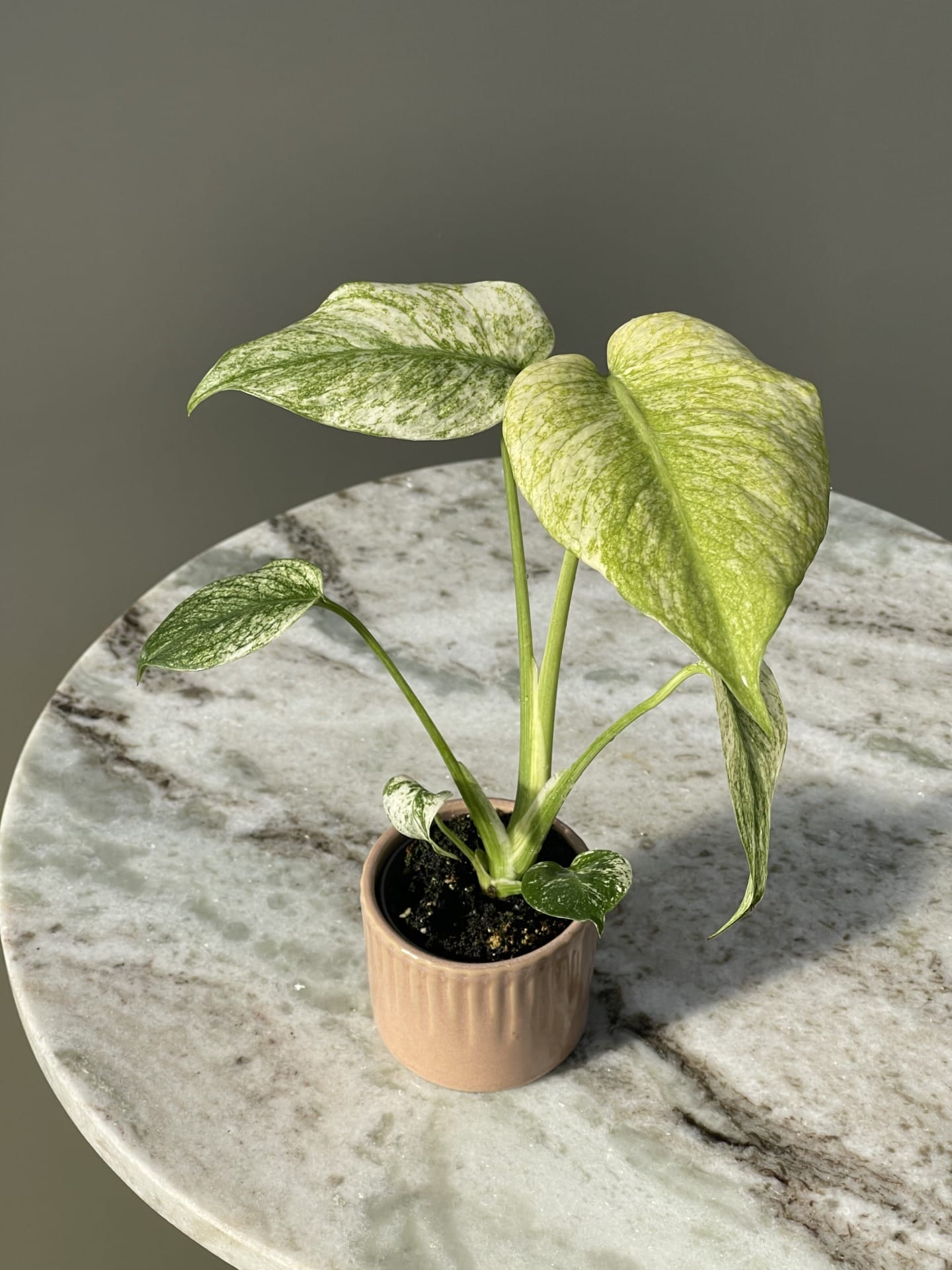 Monstera Deliciosa Mint Variegata – Ø 6 cm - House of Botanique Monstera Deliciosa Mint Variegata – Ø 6 cm - House of Botanique