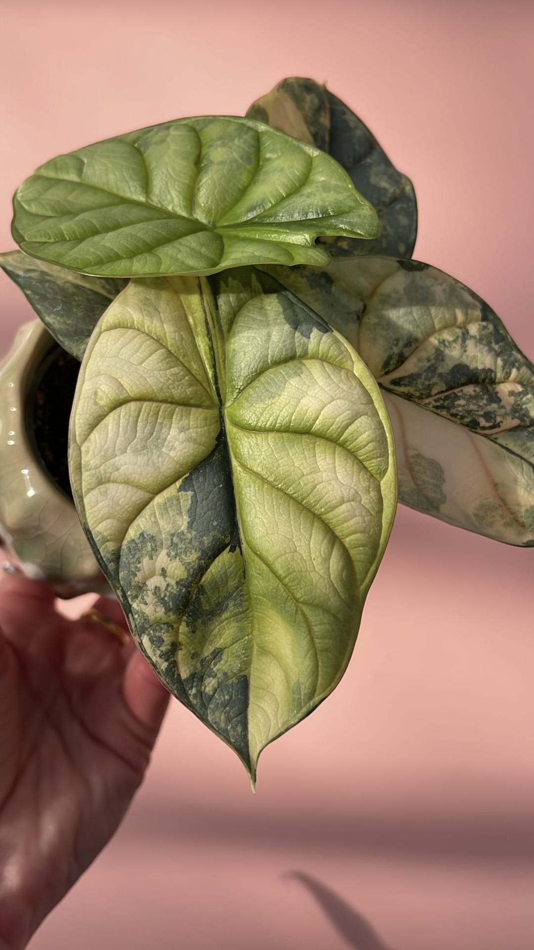 Alocasia silver dragon aurea varigated – Thai Exotic Greenery