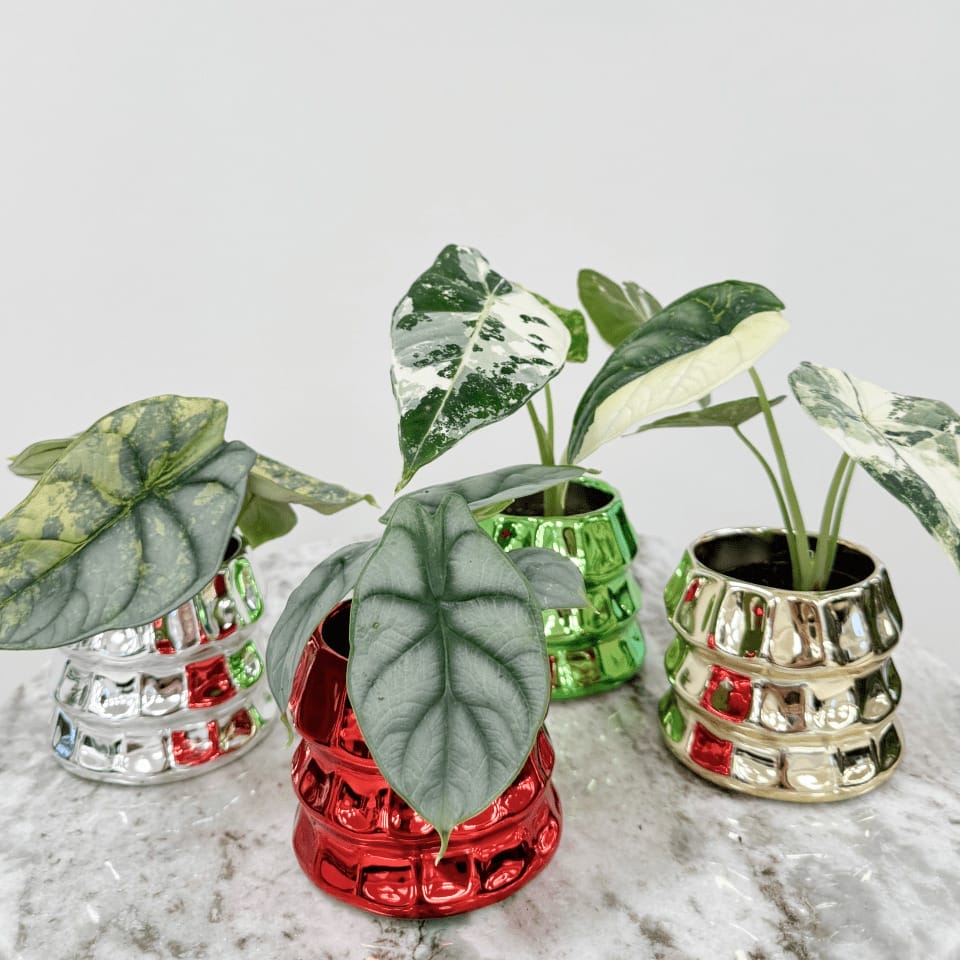 Botanique Festive - Ø 6 cm