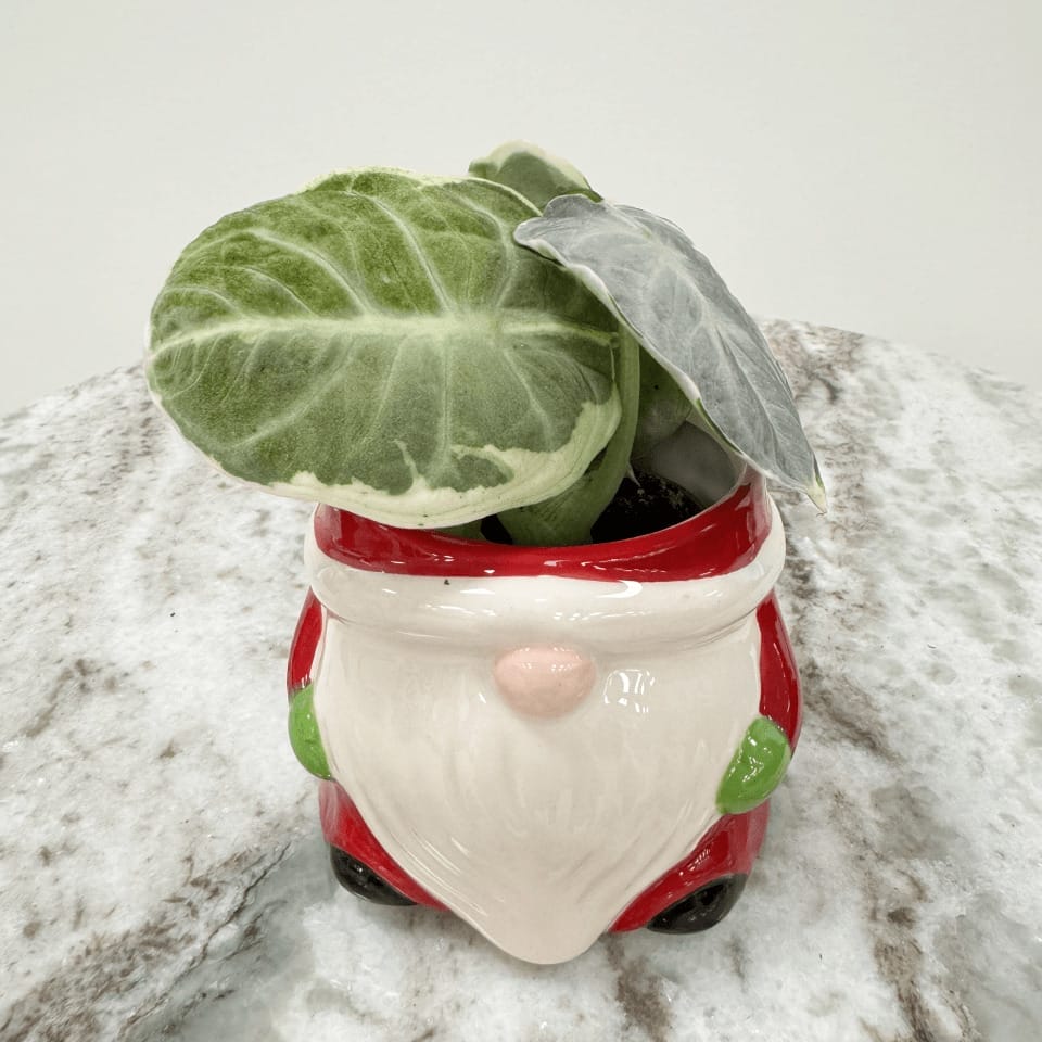 Elf-formet keramisk urtepotte