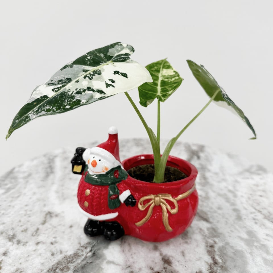 Botanique Snemand - Ø 6 cm