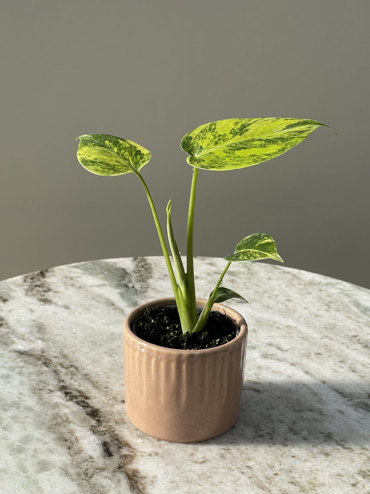 Monstera Deliciosa Aurea Variegata