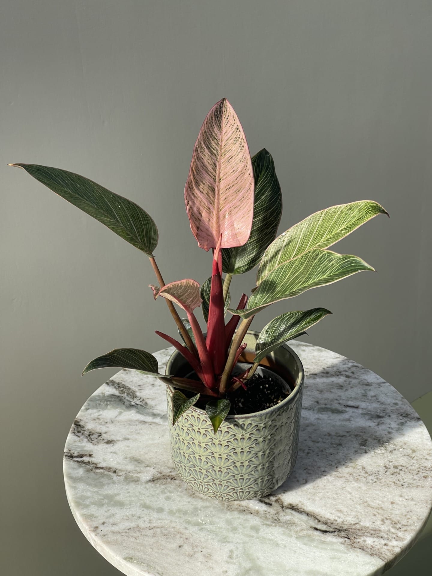 Philodendron Pink Bikini